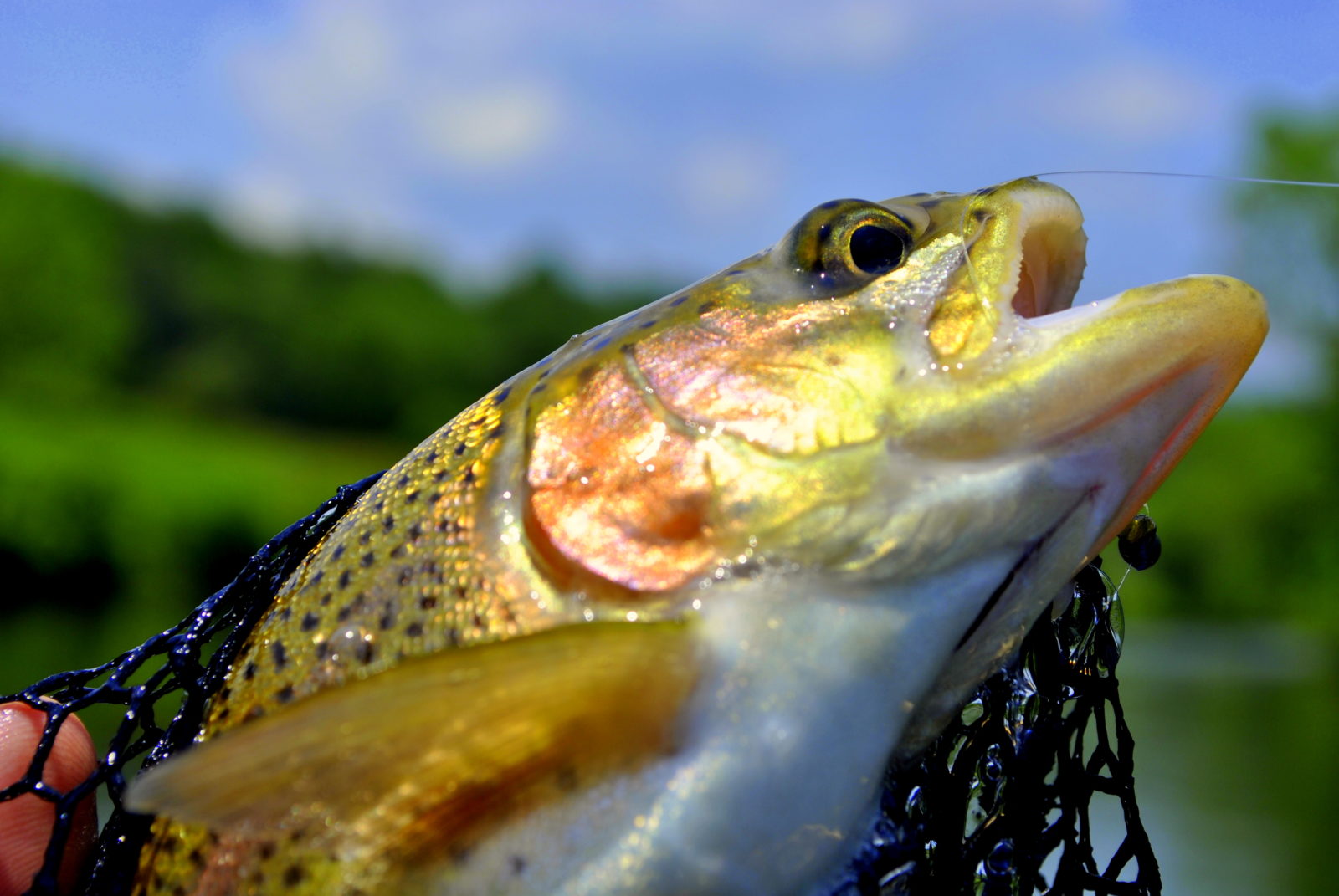 Fly Fishing Guides Gatlinburg, Pigeon Sevierville Townsend TN