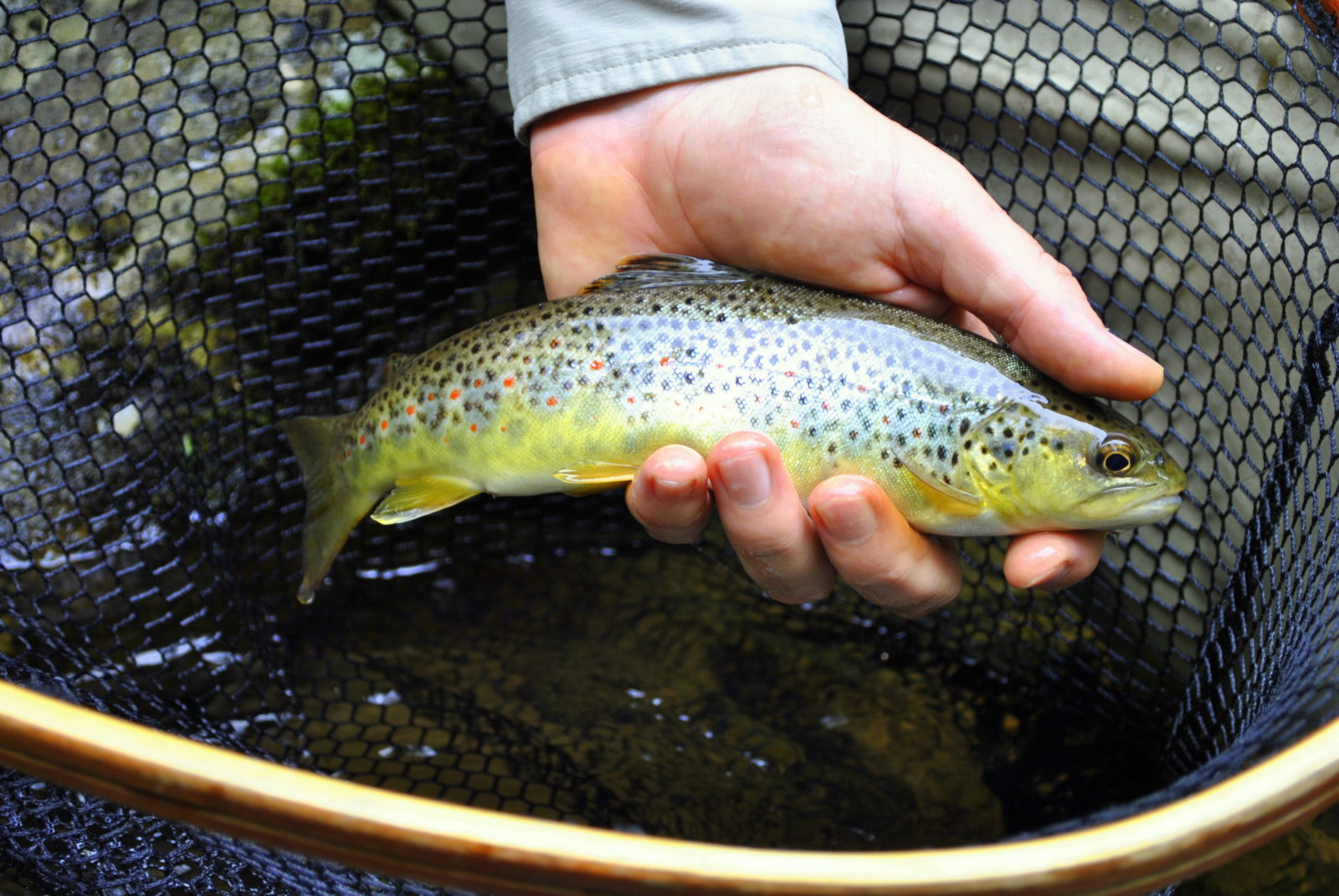 Fly Fishing Guides Gatlinburg, Pigeon Sevierville Townsend TN