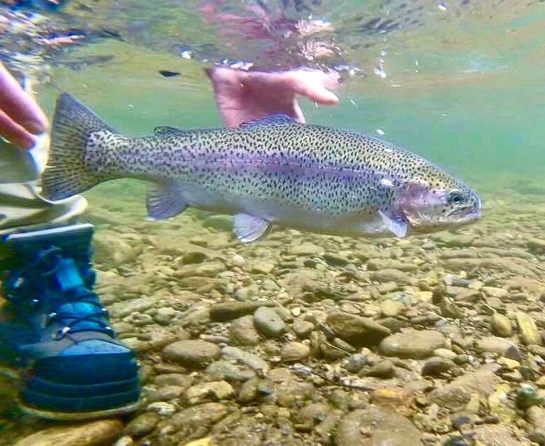 Fly Fishing Guides Gatlinburg, Pigeon Sevierville Townsend TN