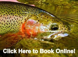 Book Online, Fly Fishing the Smokies