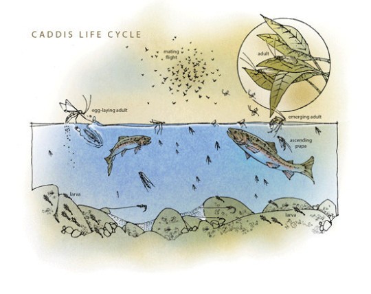 The Life of the Caddis & Fly Selection