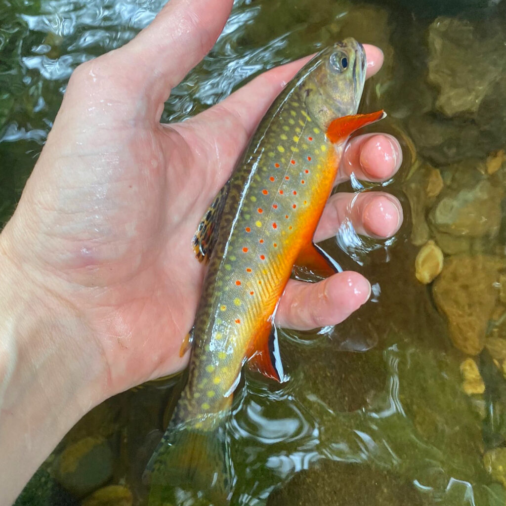 Smoky Mountains Fly Fishing Report
